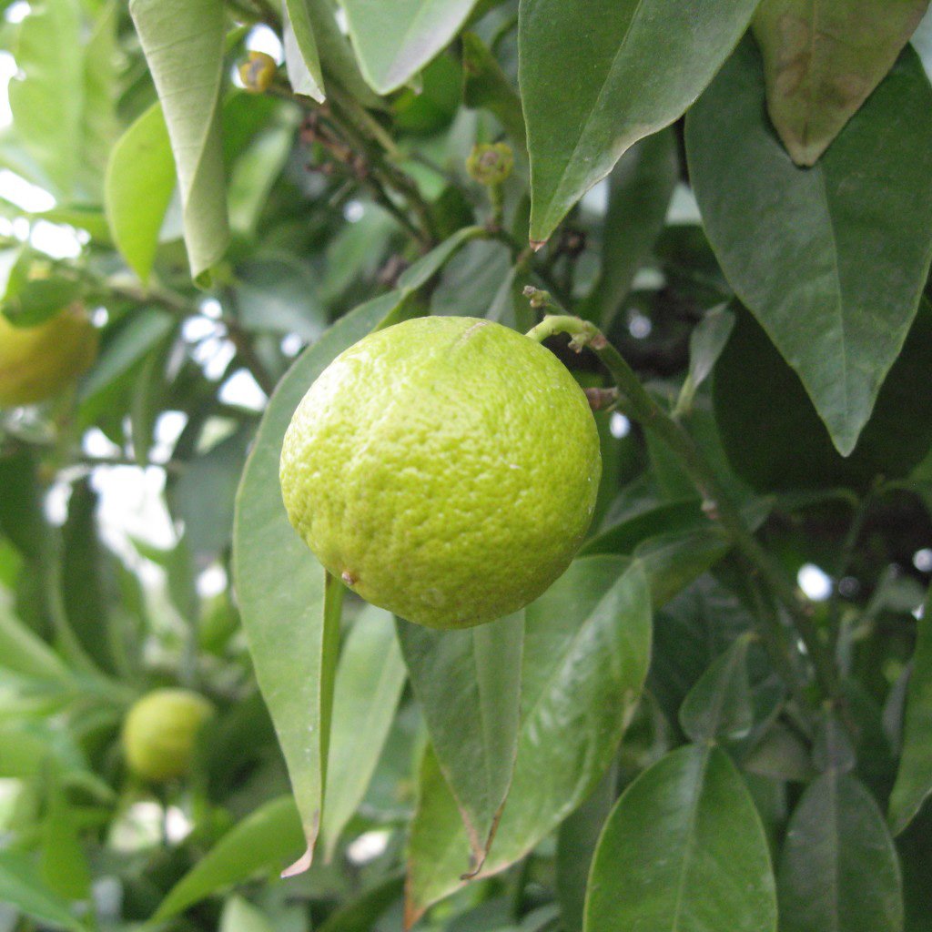 photo of lemon